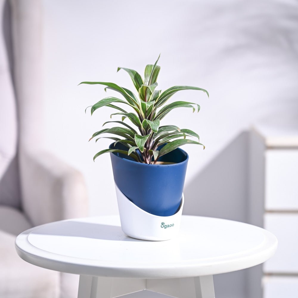 Cordyline Chocolate Queen Plant