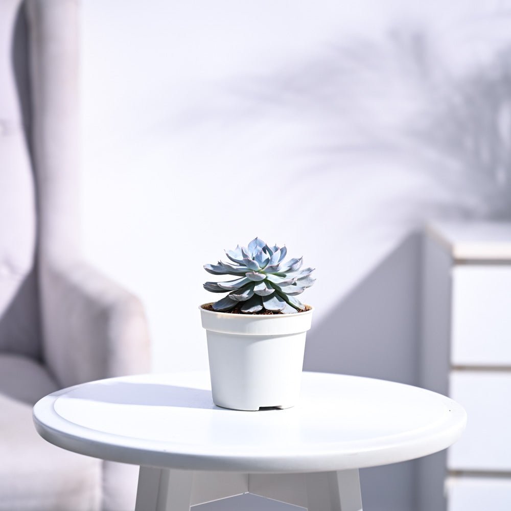 Echeveria Subsesilis Hybrid Silver Plant