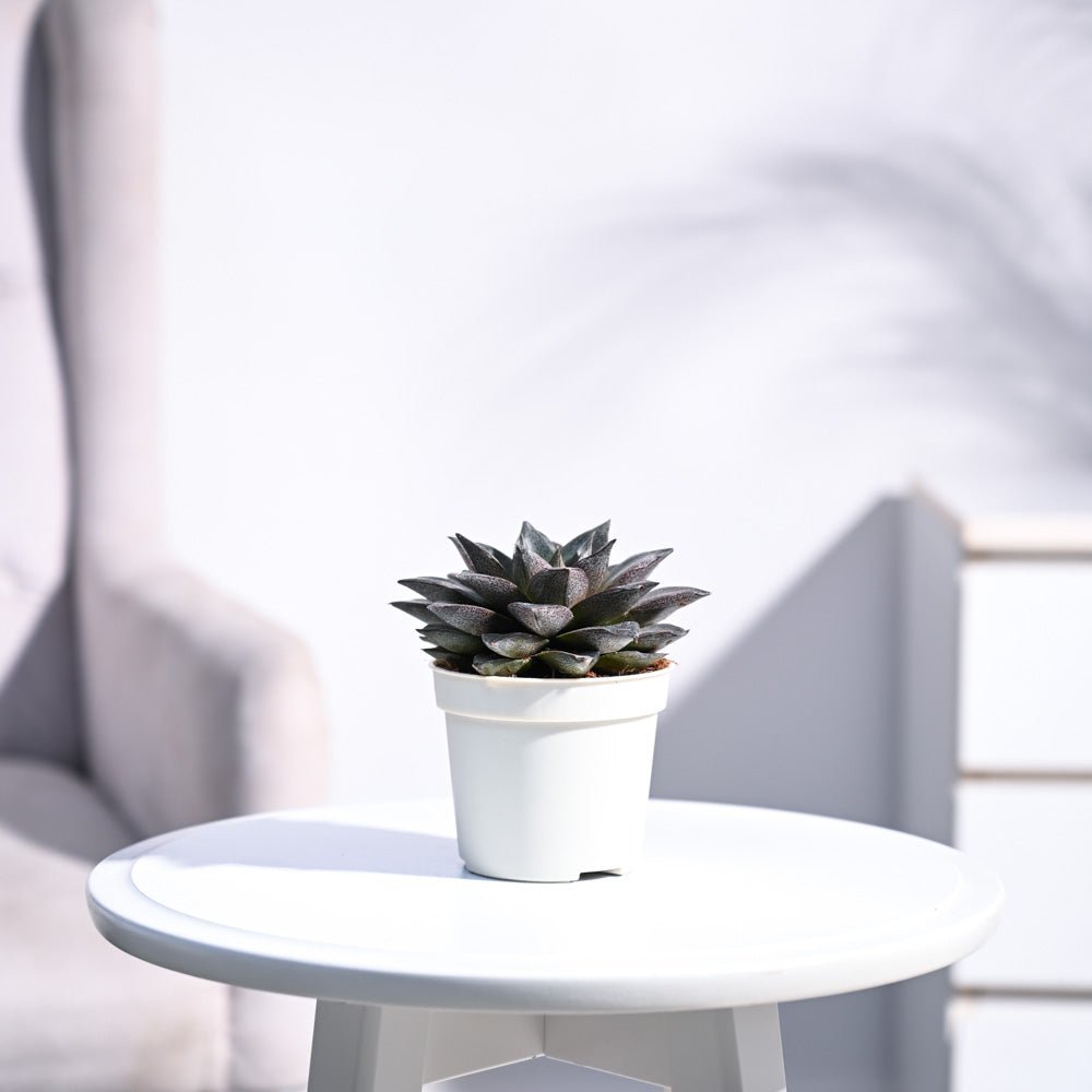 Echeveria Lotus Chinensis Plant