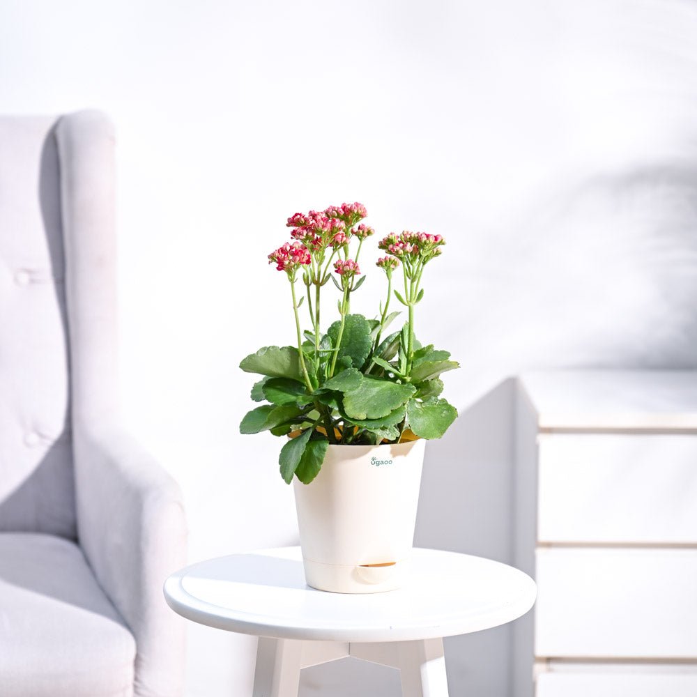 Kalanchoe Plant - Pink