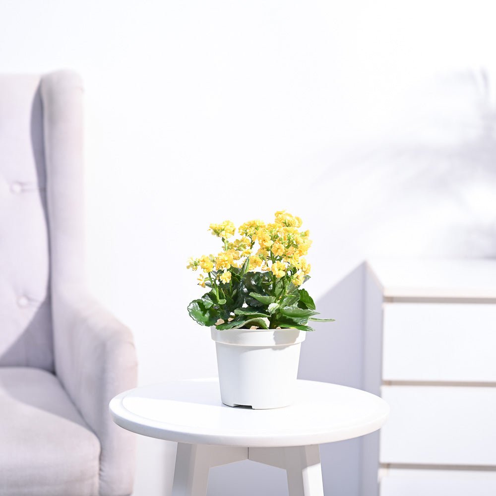 Kalanchoe Plant - Yellow