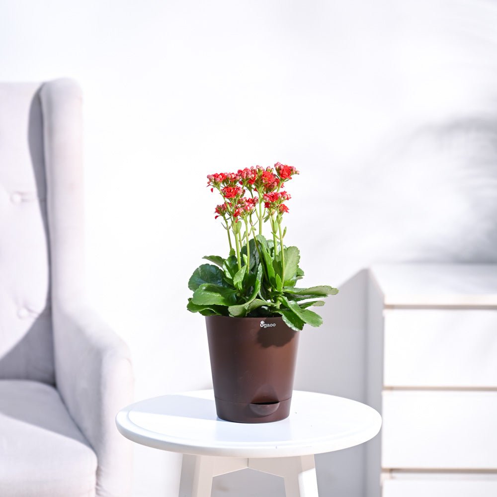 Kalanchoe Plant - Red