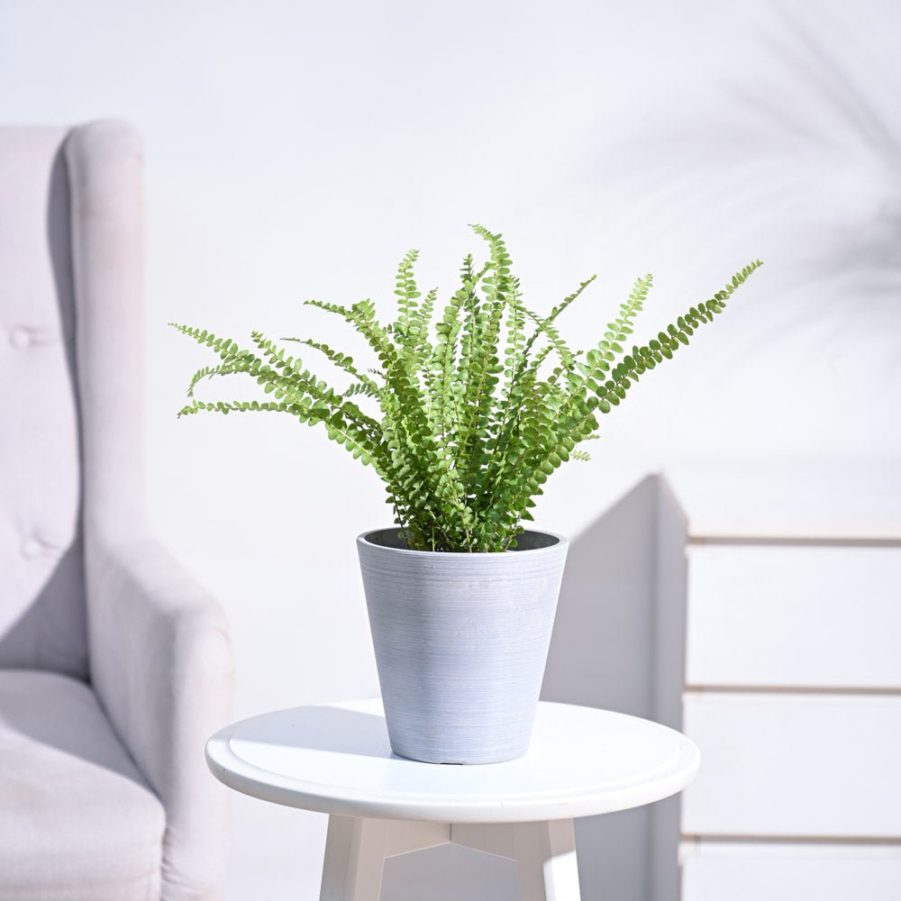 Button Fern Plant