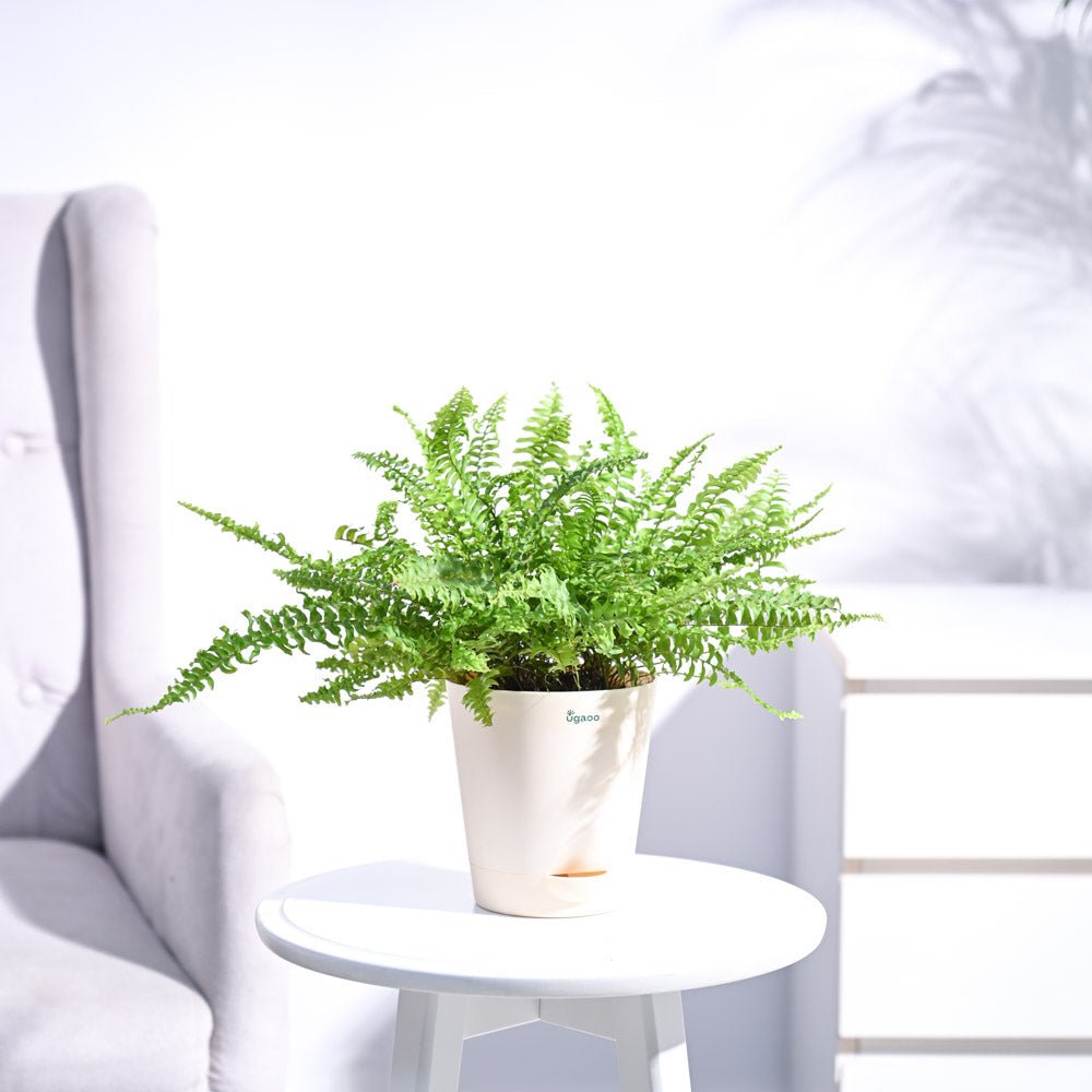 Green Fern Plant - Mini
