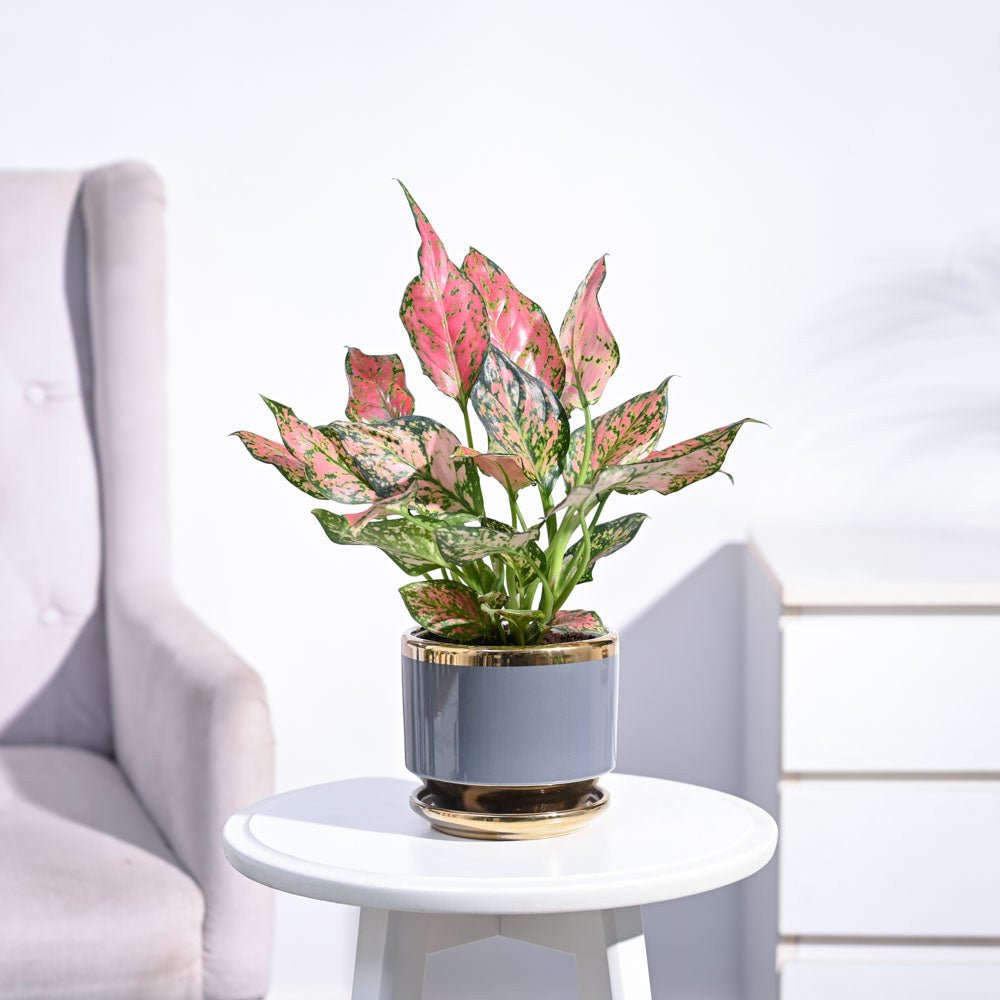 Aglaonema Pink Beauty Plant