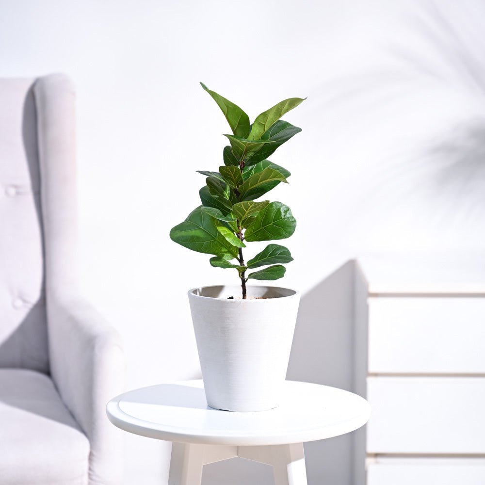 Fiddle Leaf Fig Plant - Bambino