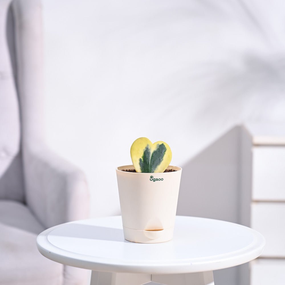 Heart Hoya Plant - Variegated