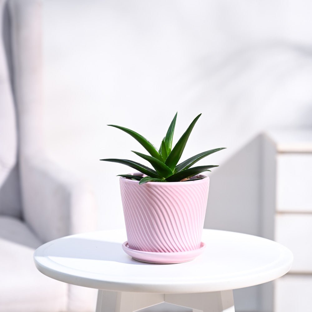 Aloe Vera Mini Plant