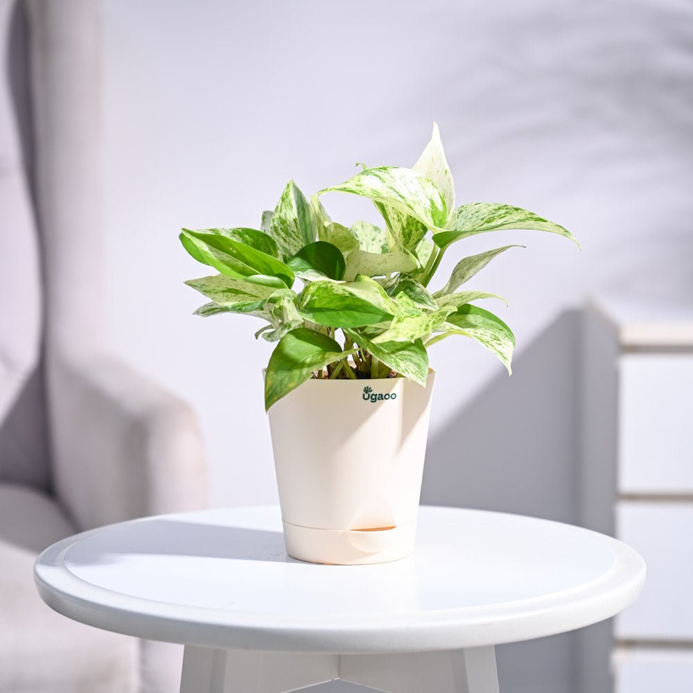 Money Plant Marble
