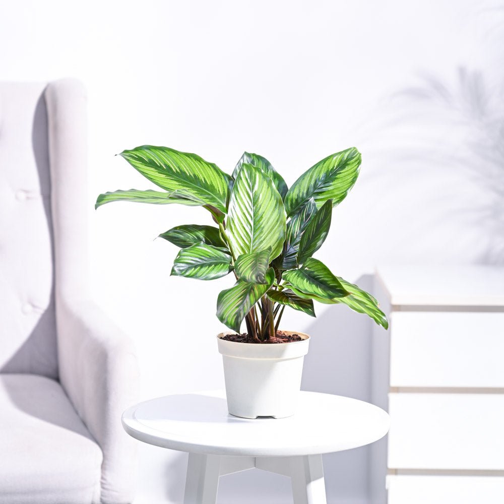 Calathea Pinstripe Plant