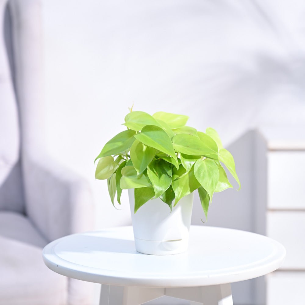 Philodendron Oxycardium Golden Plant