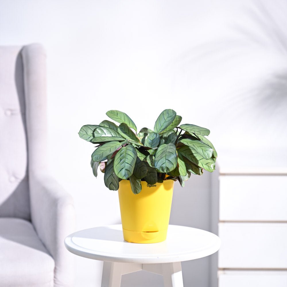 Calathea Prayer Plant - Medium