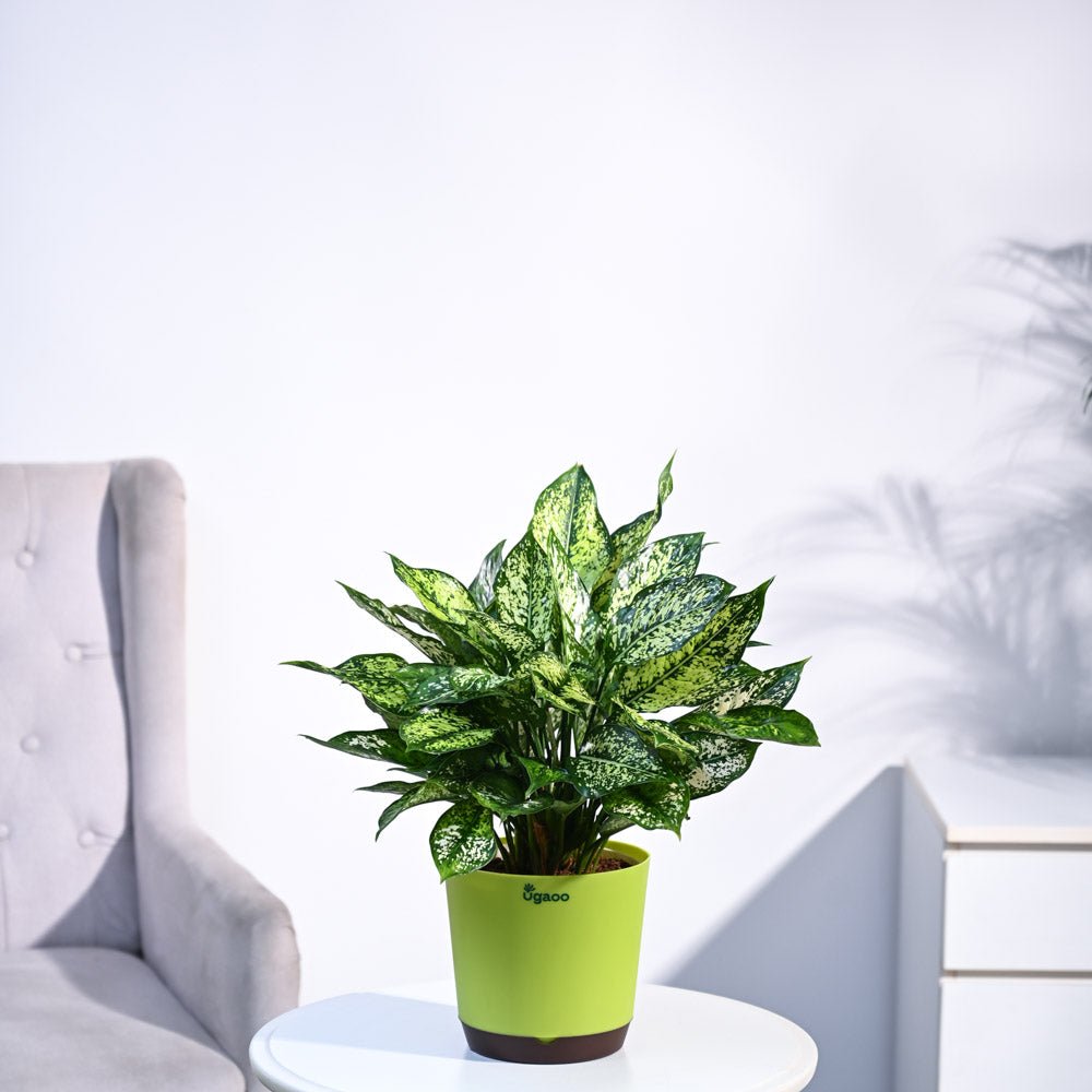 Aglaonema Snow White Plant