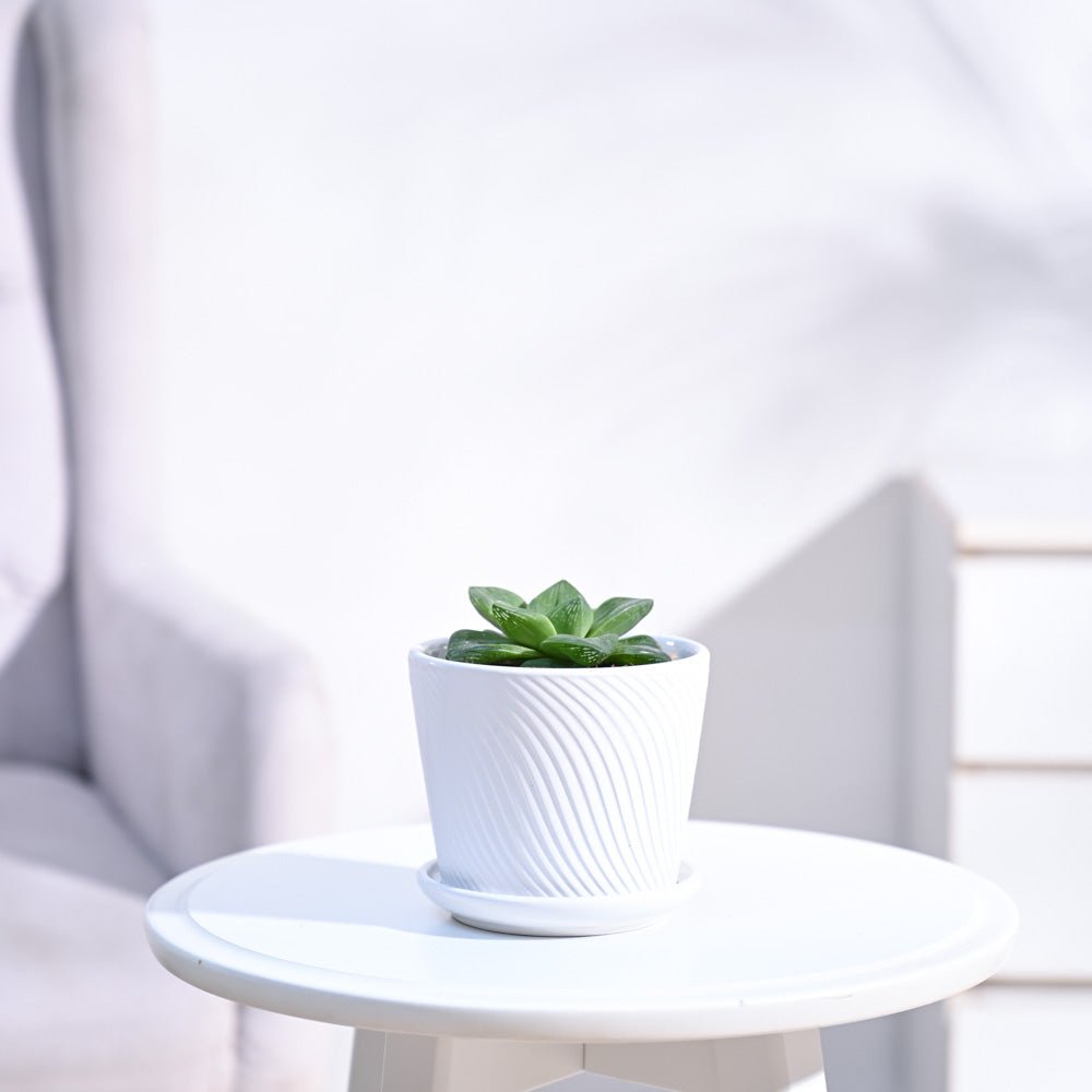 Haworthia Cymbiformis Plant