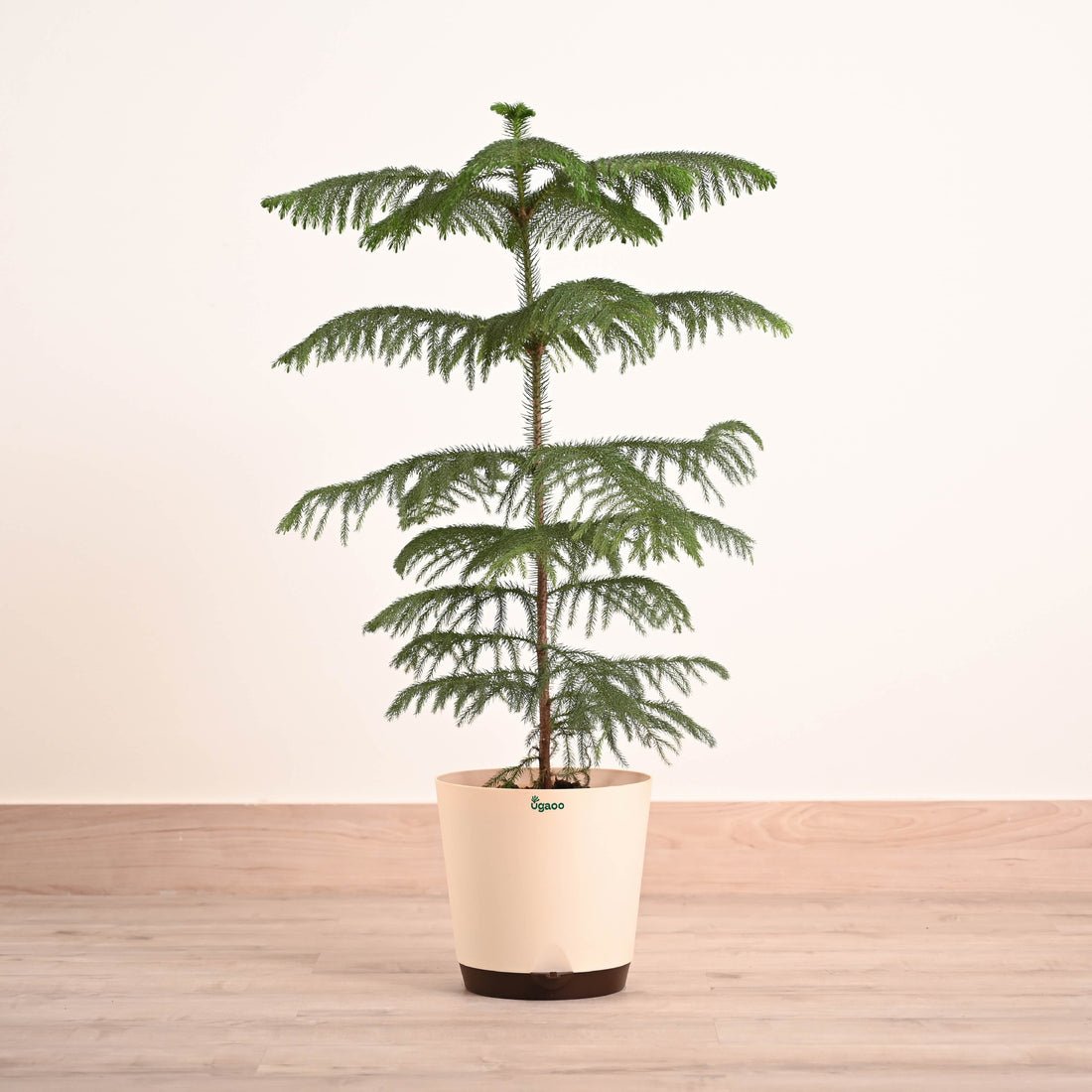 Indian Christmas Tree - XL