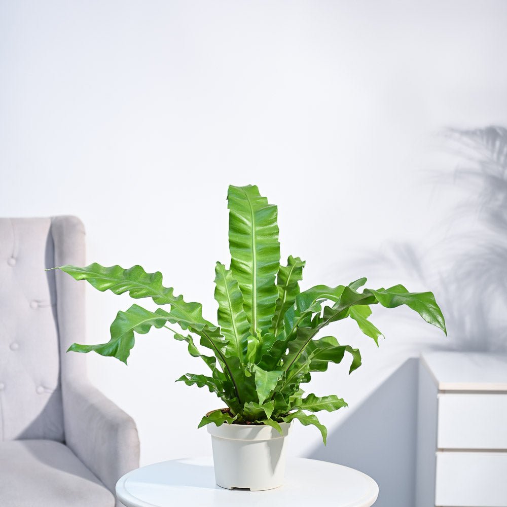Bird's Nest Fern Plant