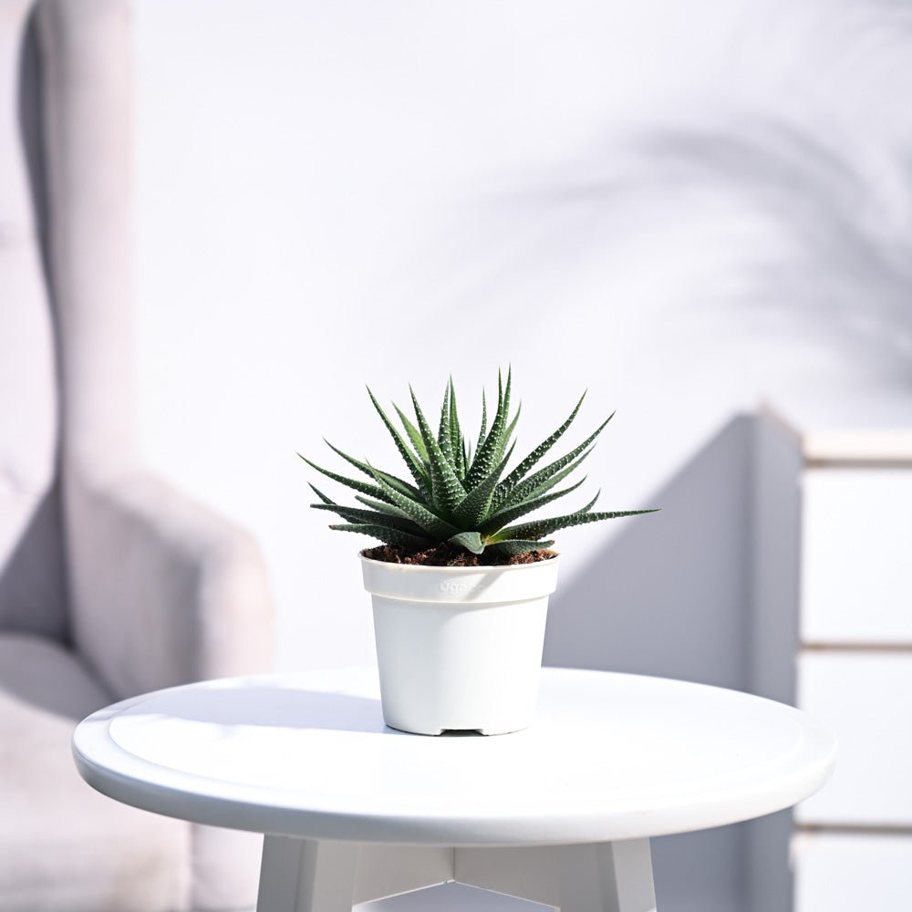 Zebra Haworthia Plant