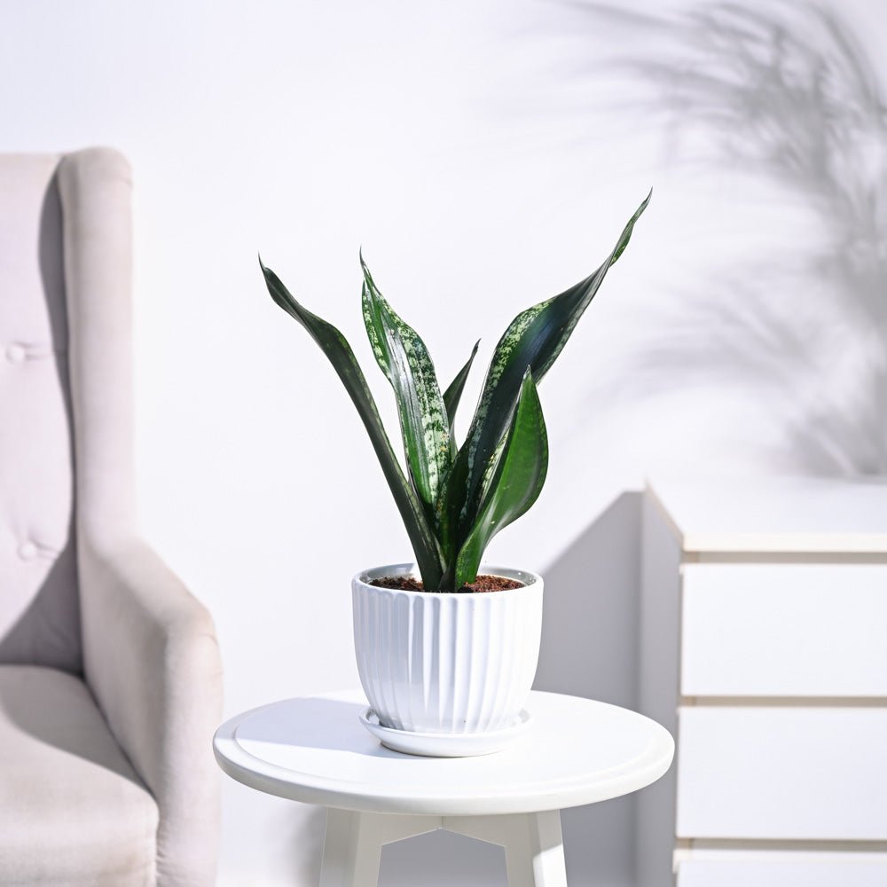 Sansevieria Whitney - Snake Plant