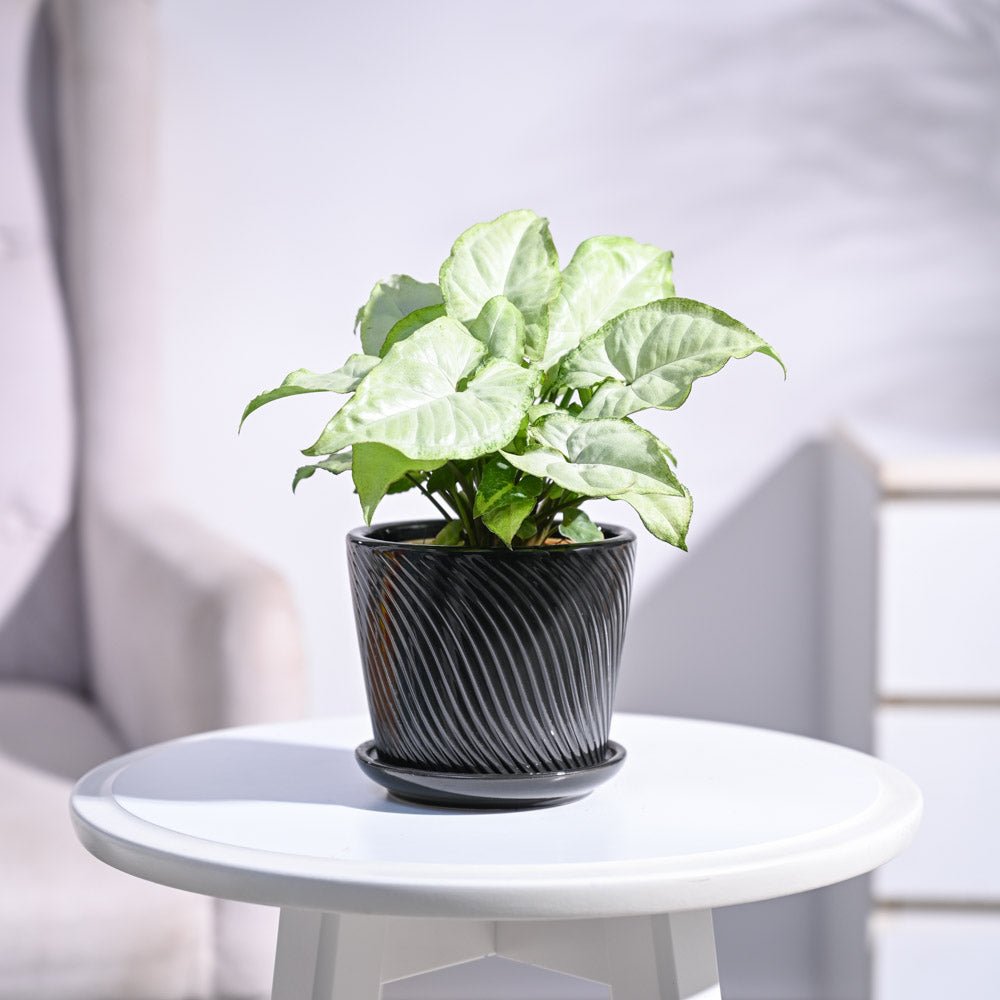 Syngonium White Butterfly Plant