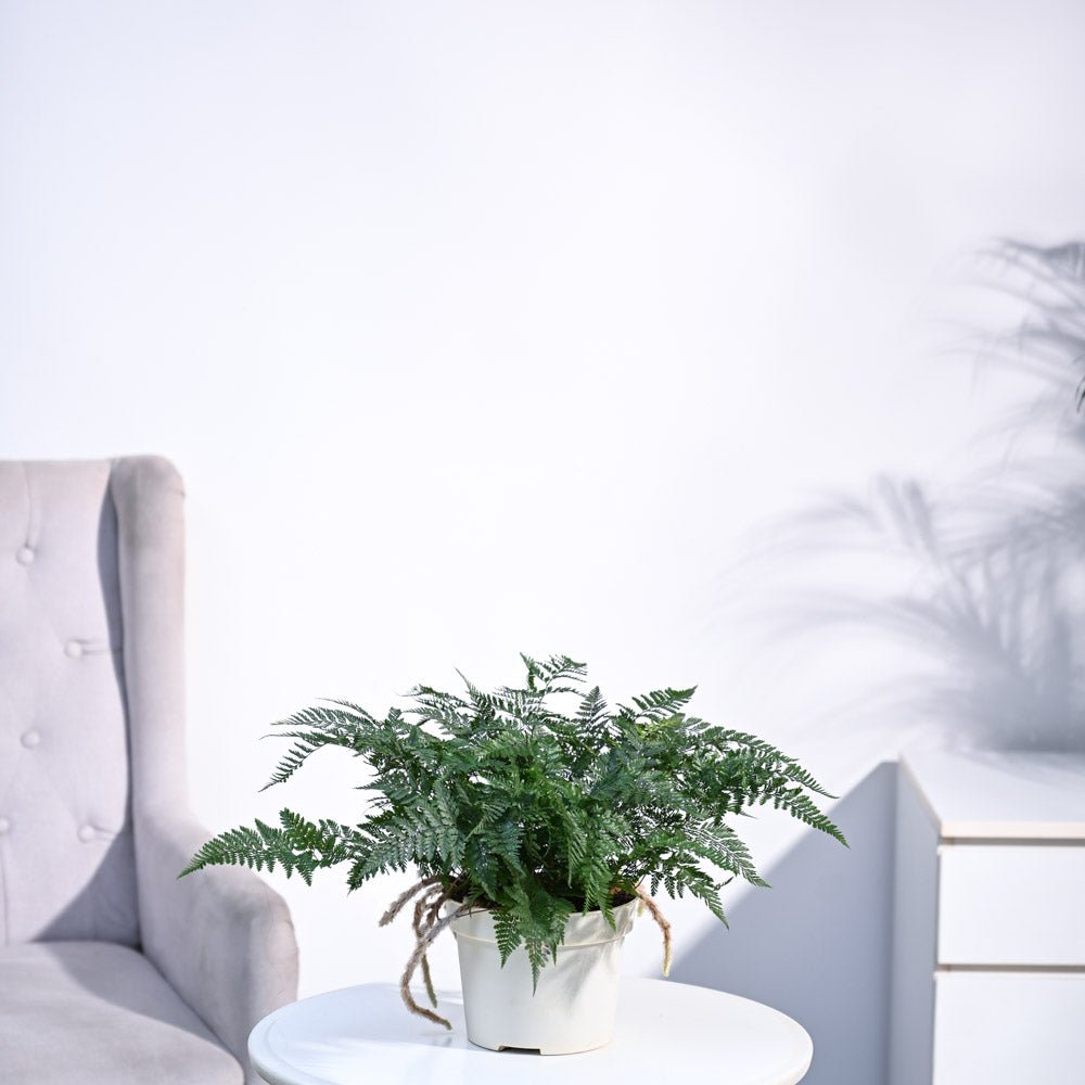 Rabbit's Foot Fern Plant